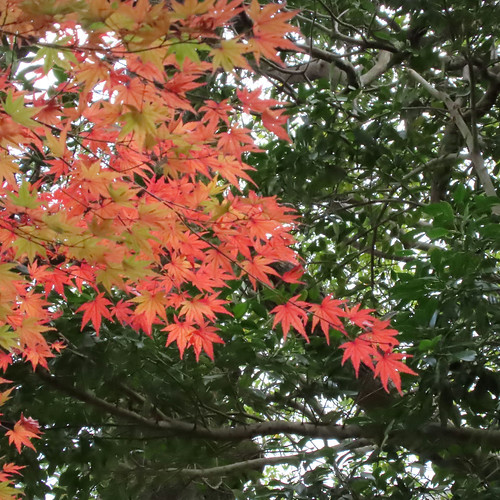 Autumn color in Matsue castle | Flickr