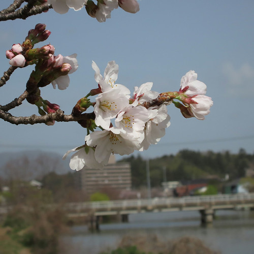 SAKURA blossoms | Flickr