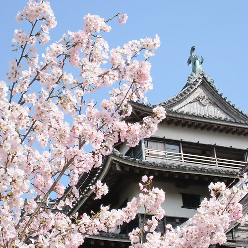 SAKURA blossoms in Matsue castle | Flickr