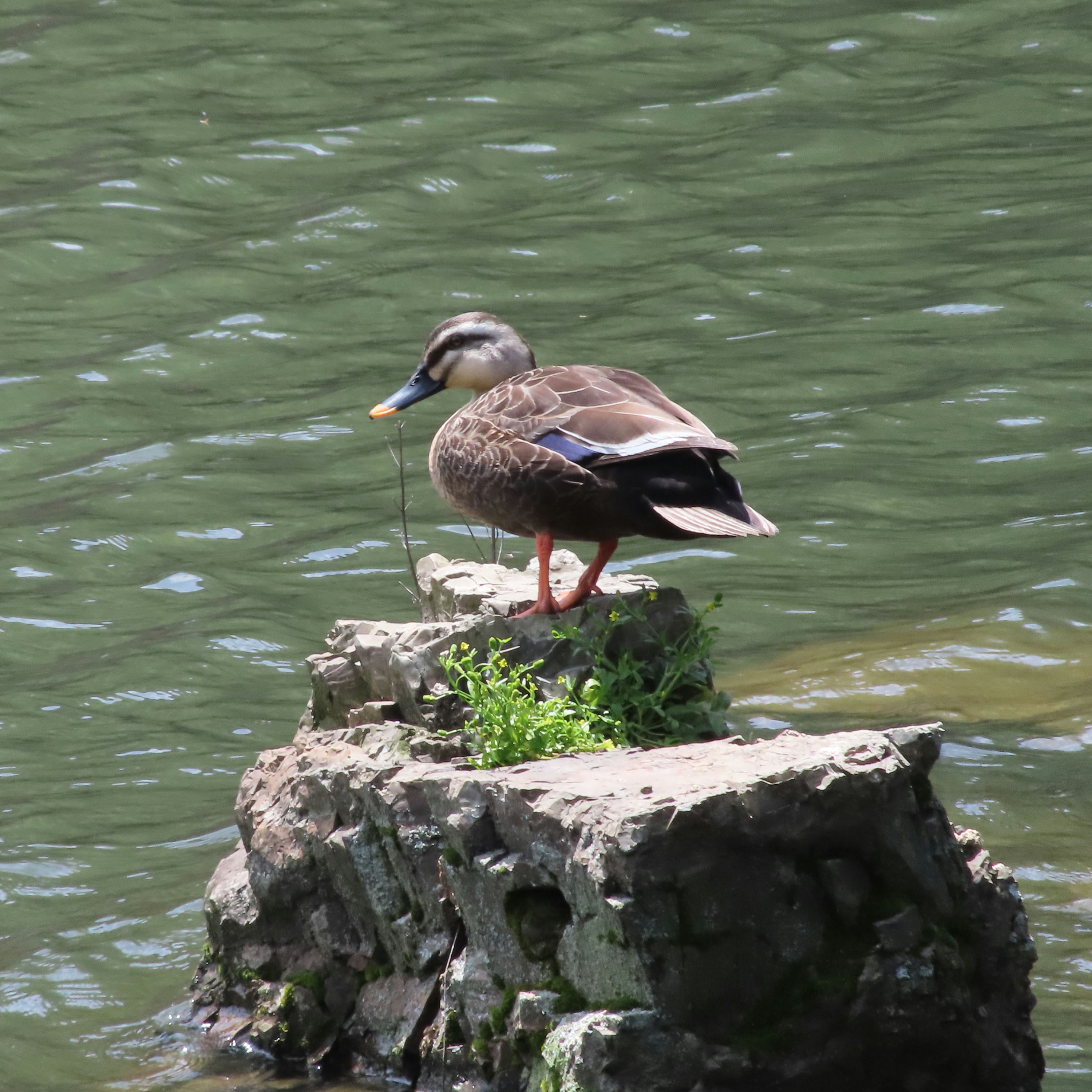 eBird と Merlin [text.Baldanders.info]