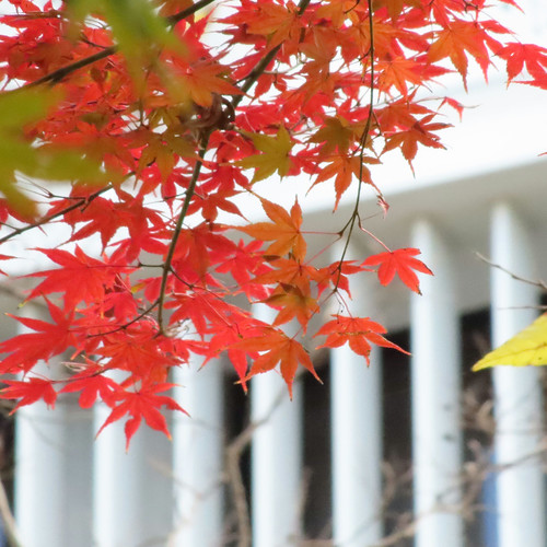 秋色（autumn color） | Flickr