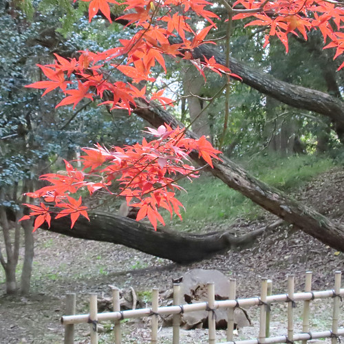秋色（autumn color） | Flickr