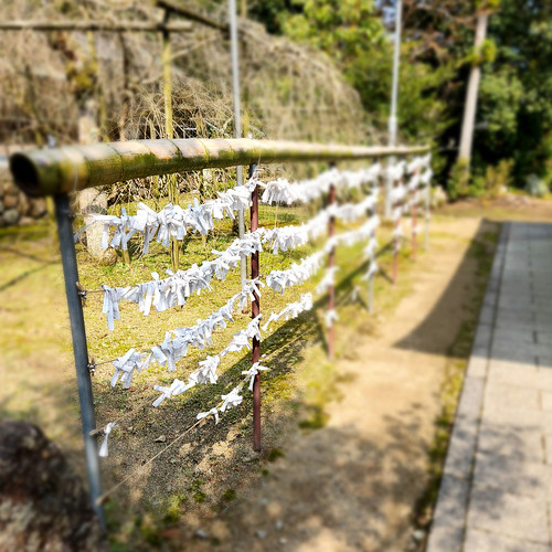 おみくじ in 熊野大社 | Flickr