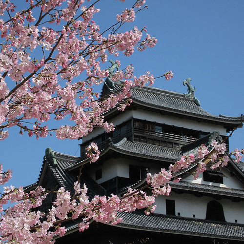 お花見 in 松江城 | Flickr