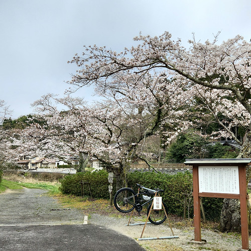 駐輪場と桜 | Flickr