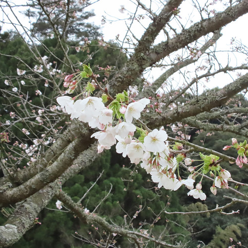 桜 in 神魂神社 | Flickr
