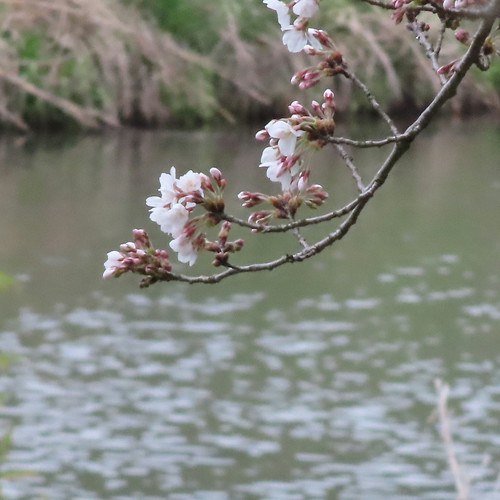 意宇川と桜 | Flickr