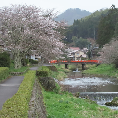 意宇川と桜 | Flickr