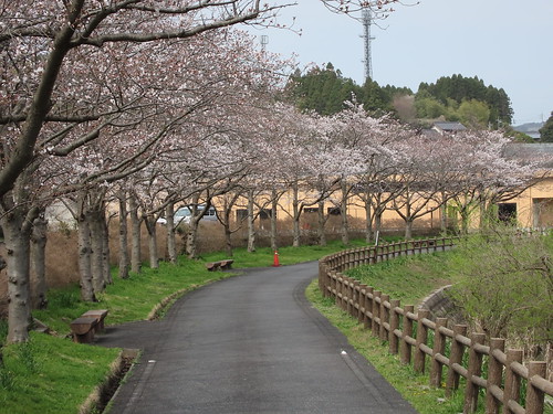 馬橋川 桜並木 | Flickr