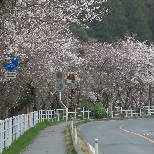 桜並木 | Flickr