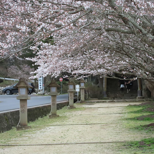 桜 in 神魂神社 | Flickr