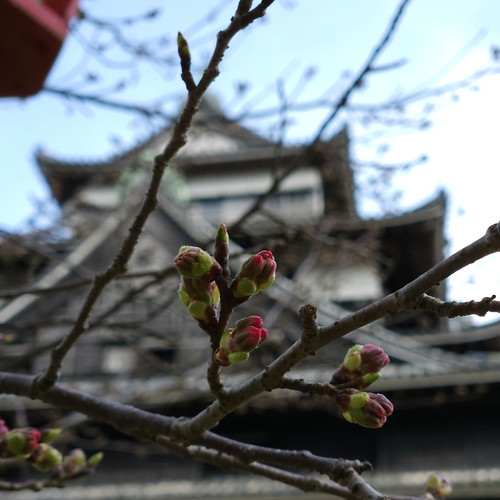 もうすぐ開花（松江城） | Flickr