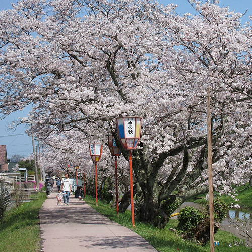 今日の桜 in 玉造温泉 | Flickr