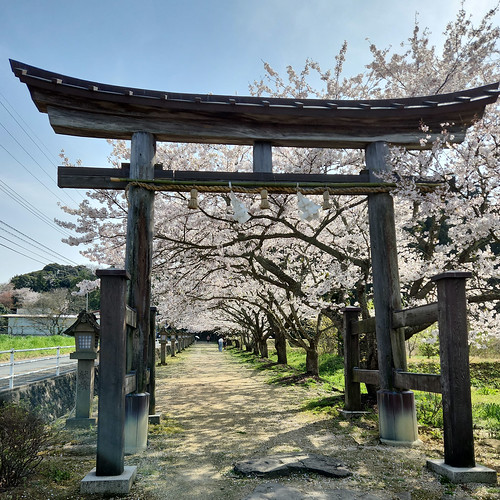 神魂神社一の鳥居 桜並木 | Flickr