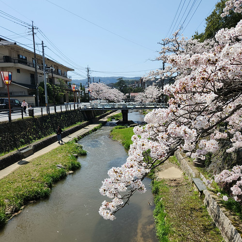 今日の桜 in 玉造温泉 | Flickr