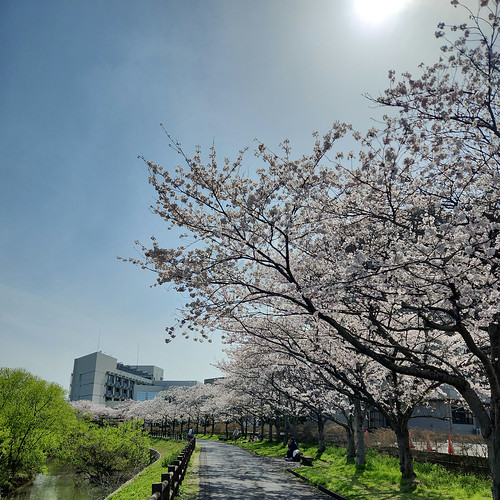 馬橋側 桜並木 | Flickr