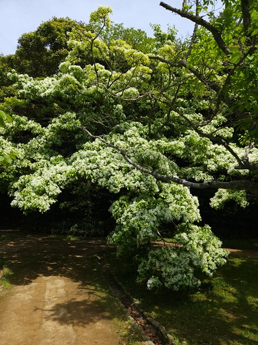 ナンジャモンジャの花 in 松江城椿谷公園 | Flickr
