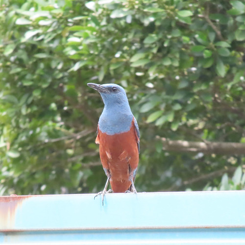 Blue rock thrush | Flickr