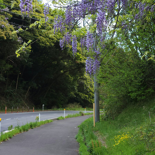 野生の藤 | Flickr
