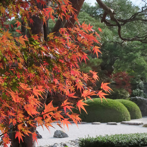 紅葉狩り（足立美術館 庭園） | Flickr