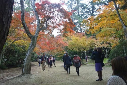 紅葉（宮島 紅葉谷 2011年） | Flickr