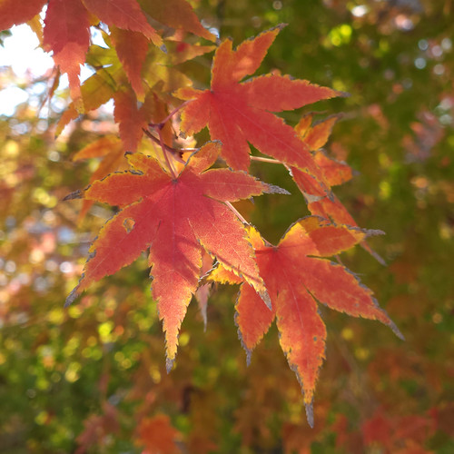 紅葉狩り（松江城二の丸） | Flickr