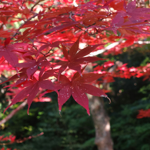 紅葉狩り（松江城 椿谷公園） | Flickr