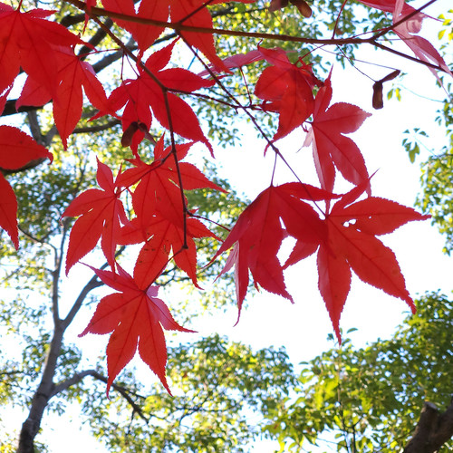 紅葉狩り（由志園） | Flickr