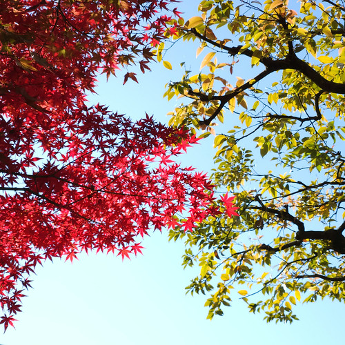 紅葉狩り（由志園） | Flickr