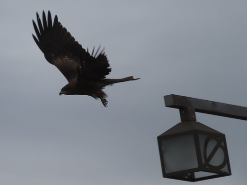 今日のバードウォッチング | Flickr