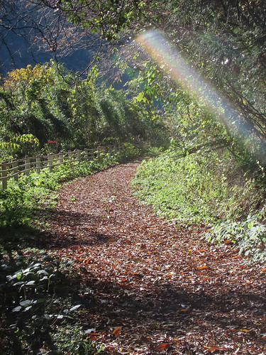 落ち葉の道 | Flickr