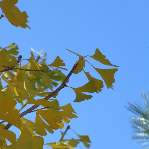 秋色（熊野大社） | Flickr