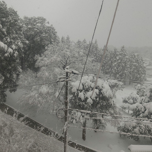 雪やこんこ | Flickr