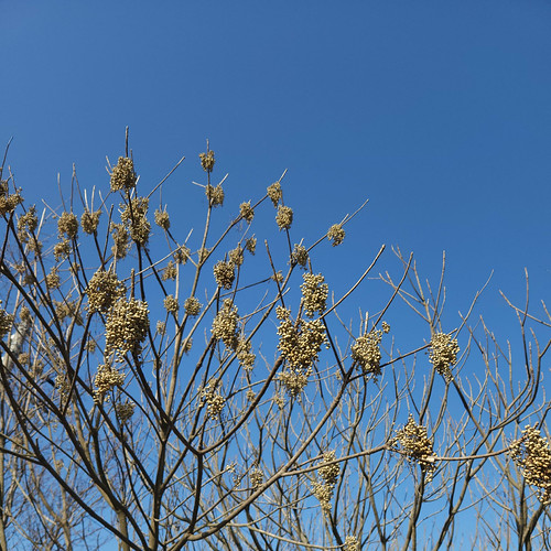 栴檀の実 | Flickr