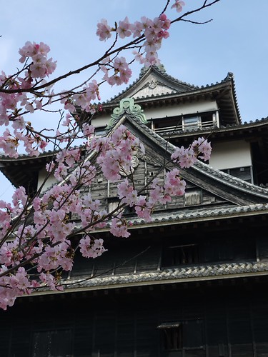桜と天守閣（松江城 本丸） | Flickr