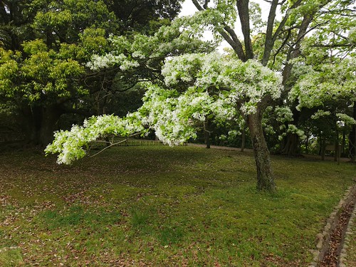 ナンジャモンジャ(ヒトツバタゴ)松江城 椿谷公園 | Flickr